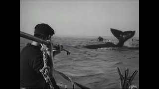 Down to the Sea in Ships Whales Were Slaughtered For Their Oil movie clip