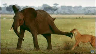 Tembo the elephant saves his baby brothers life  Serengeti  Narrated by John Boyega