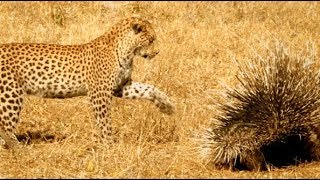 Leopard Takes on Porcupine  Instantly Regrets It  Serengeti Narrated by John Boyega