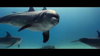 The Last Dolphin King  Trailer  2022  English Dub