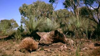 Australia Land Beyond Time  Trailer