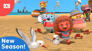 Season 3 incoming  Kangaroo Beach  ABC Kids