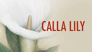 CALLA LILY 2015 Full Feature Film