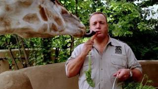 Zookeeper  Official Trailer 2011 HD