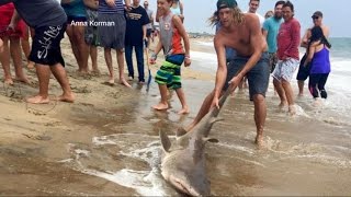 Video Shows Men Catching Shark Off Coast of North Carolina  ABC World News Tonight  ABC News