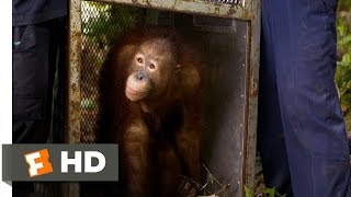 Born to Be Wild 2 Movie CLIP  Orangutan Release 2011 HD