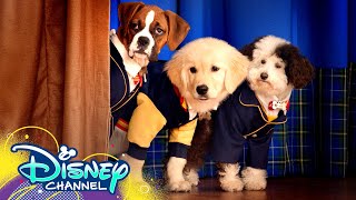 Theme Song  ft Dakota Lotus  Pup Academy  Disney Channel