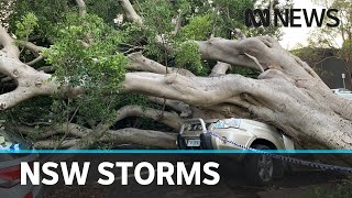 Man killed in one in a million accident during wild Sydney storms  ABC News
