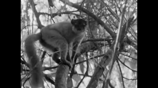 Baby Lemur has Bumpy Ride  Zoo Quest to Madagascar  David Attenborough  BBC Earth