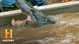 Swamp People Troys GIANT GATOR CATCH Ends the Hunt Season 8  History