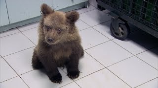 Simon meets a paralysed bear cub  Greece with Simon Reeve Episode 2 Preview  BBC Two