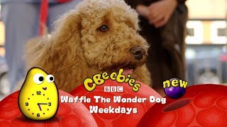 CBeebies  Waffle The Wonder Dog  New Episodes