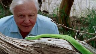 David Attenborough A Life On Our Planet  Official Trailer