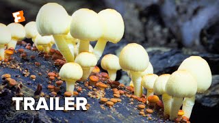 Fantastic Fungi Trailer 1 2019  Movieclips Indie