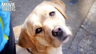 PICK OF THE LITTER Trailer NEW 2018  Adorable Guide Dog Trainees Documentary
