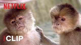 How Do Monkeys Relax  Absurd Planet  Netflix After School