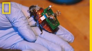 BioBot Roaches Could Save Lives With Tiny Backpacks  National Geographic