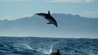 Dolphin acrobatics  New Zealand Earths Mythical Islands  Episode 1 Preview  BBC Two
