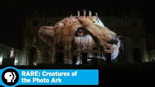 RARE CREATURES OF THE PHOTO ARK  Impact of the Photo Ark  PBS