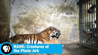 RARE CREATURES OF THE PHOTO ARK  Next on Episode 2  PBS
