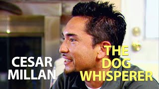 Cesar Millan  The Dog Whisperer