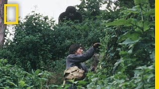 Gaining the Trust of the Gorillas  Dian Fossey Secrets in the Mist