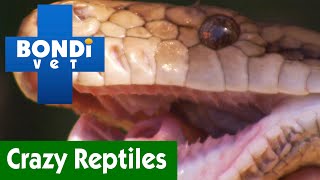 Dr Chris Brown  Tim Faulkner VS Reptiles  Compilation  Bondi Vet