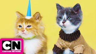 Gumball and Unikitty as Real Life Kitties  Cartoon Network