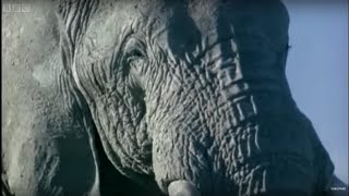 Elephant Mating Fighting and Pregnancy  Animals The Inside Story  BBC Earth