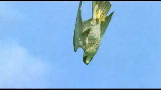 Pigeon vs Peregrine Falcon  Animals The Inside Story  BBC