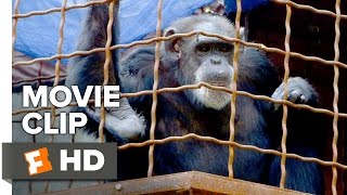 Unlocking the Cage Movie CLIP  Sign Language 2016  Documentary HD