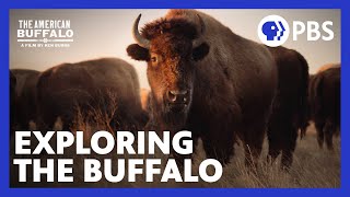 The American Buffalo  Exploring the New Documentary from Ken Burns  PBS