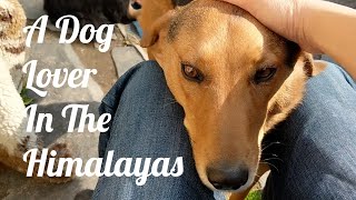 A Dog Lover In India One Canadian Womans Story