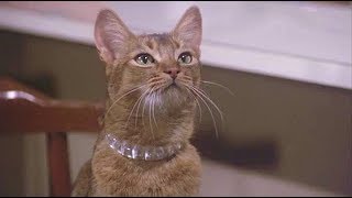 The Cat From Outer Space 1978  Jake levitates Frank extended clip