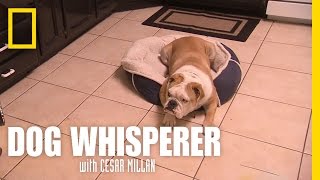 Bulldog in Trouble  Dog Whisperer
