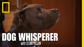 Pit Puppy Lessons  Dog Whisperer