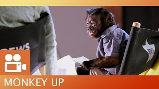 Monkey Up  Monkey Business