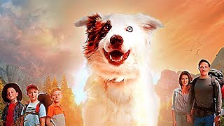 THE STRAY Trailer 2017 Family Dog Movie HD