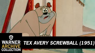 Daredevil Droopy  Tex Avery Screwball  Warner Archive