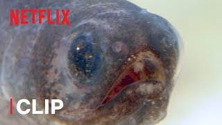 Pearlfish are the Strangest Things  Absurd Planet  Netflix After School