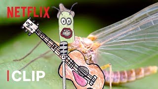 The Cycle of Life of a Mayfly  Absurd Planet  Netflix After School