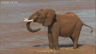 Elephants up close and personal  Planet Earth Live  BBC One