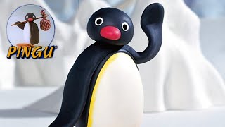 Pingu Episodes  Songs  Noot Noot  Review