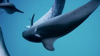 John Lilly and the Earth Coincidence Control Office - Official Trailer - Oscilloscope Laboratories