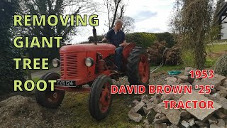 Removing GIANT Tree Root with 70 year old  1953 David Brown Tractor