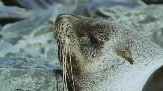 Cute Baby Seals Playing  Life in the Freezer w David Attenborough  BBC Earth