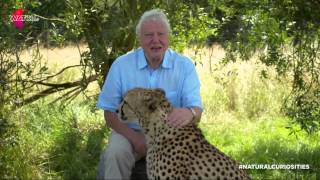 David Attenborough befriends a Cheetah  David Attenboroughs Natural Curiosities