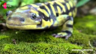 David Attenborough talks about salamanders  David Attenboroughs Natural Curiosities  Watch