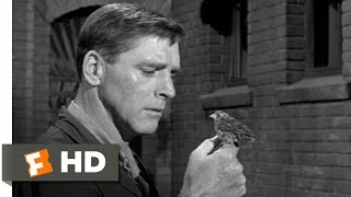 Birdman of Alcatraz 411 Movie CLIP  Learning to Fly 1962 HD