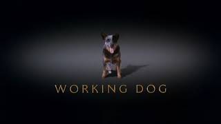Warner Bros  Distant Horizon  Working Dog The Dish